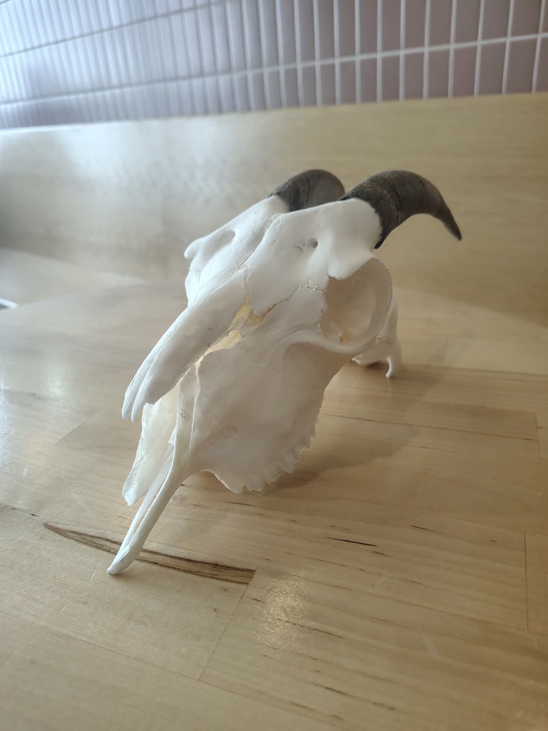Gerty the Pygmy Goat: Pygmy goat skull with horns