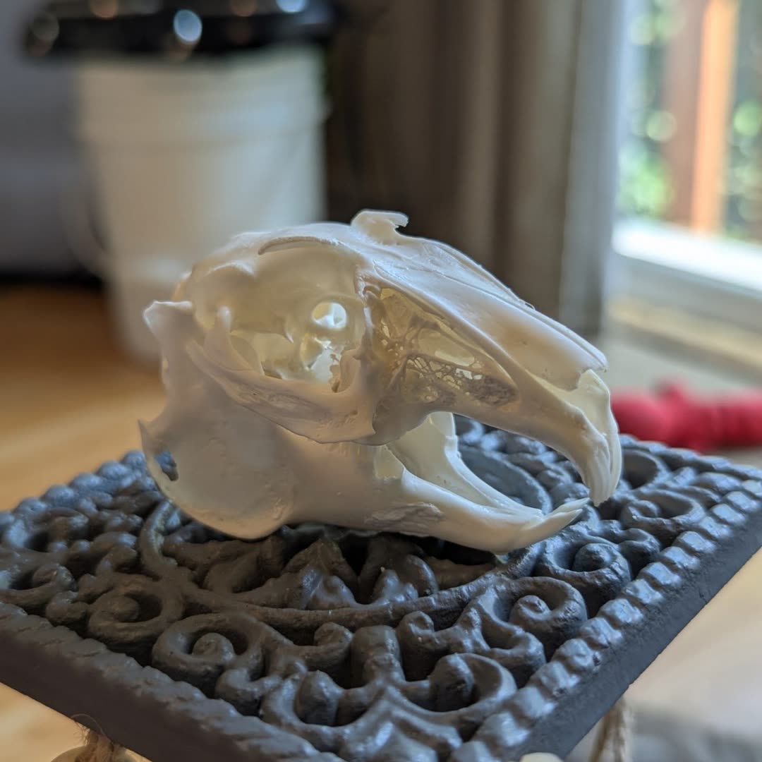 Rabbit Skull: Top and bottom of a rabbit skull