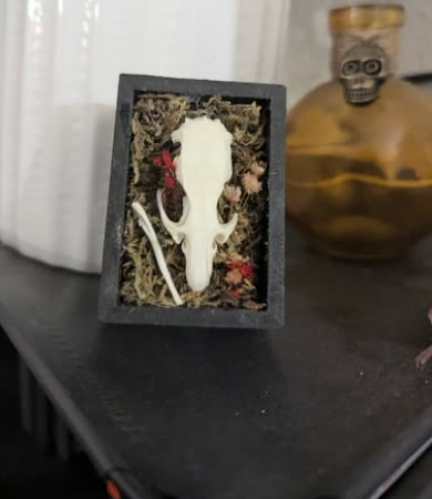 Skull Shadow Box: Small animal skull, Moss and dried flowers, Black box frame